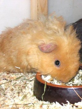 Rodney am Napf
